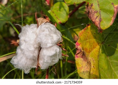 Cotton Flower Blooming Cotton Flowers Show White Fluff On Plants With Green Leaves.