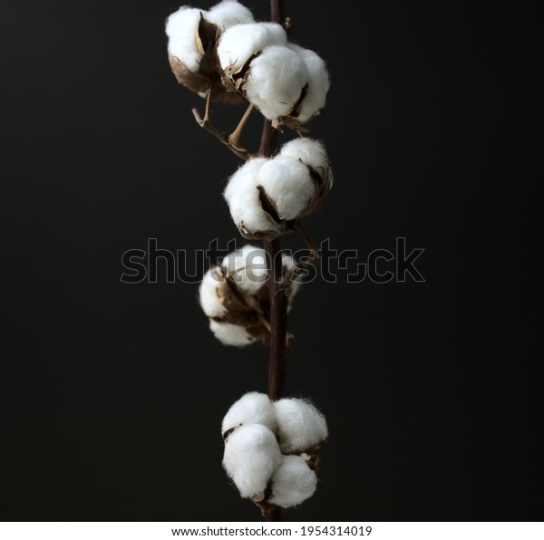 Cotton flower branch. Dried boll\
farmhouse decorating cotton floral arrangement in dark photography.\
Head on, medium angle shot, horizontal image\
style.