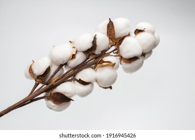 Cotton flower branch isolated on white background. Top view. 