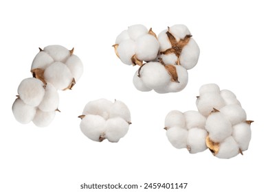 Cotton flower branch isolated on white background. Top view. 