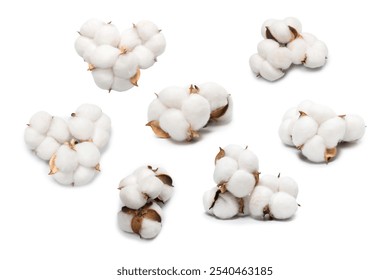 Cotton flower branch isolated on white background. Top view. 