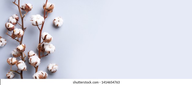 Cotton flower branch on grey background with copy space. Top view. Flat lay. Flowers composition. Cozy winter and organic lifestyle concept. Banner.