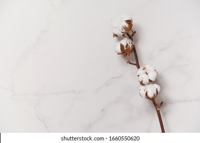 Cotton flower branch on white marble background, top view. Minimal layout