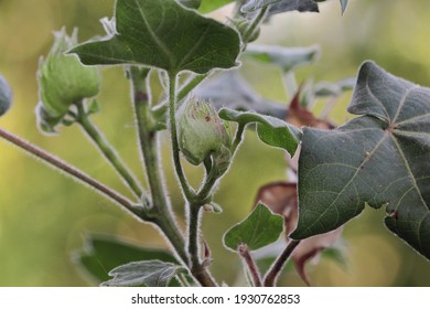 Cotton Flower Growing On Healthy And Natural Cotton Plant, India. Concept For Improved Cotton Cultivation, Healthy Cotton Flower Growth, Healthy Cottons Crop