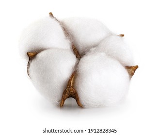 Cotton Flower Isolated On White Background.