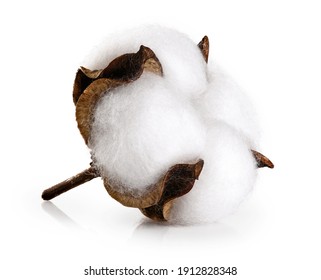 Cotton Flower Isolated On White Background.