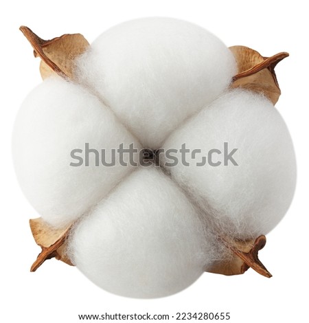 Cotton flower isolated on white background, clipping path, full depth of field