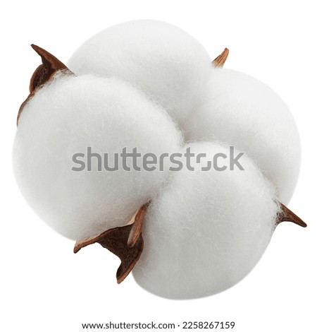 Cotton flower isolated on white background, clipping path, full depth of field