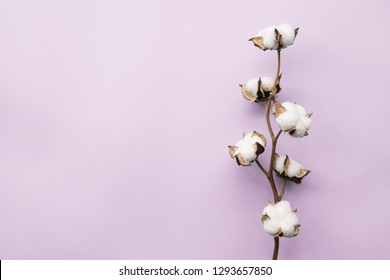 Cotton Flower On Pastel Pale Purple Paper Background, Overhead. 