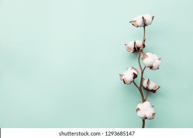 Cotton Flower On Pastel Pale Blue Paper Background, Overhead.