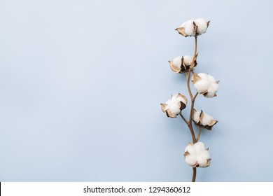 Cotton Flower On Pastel Pale Blue Paper Background, Overhead