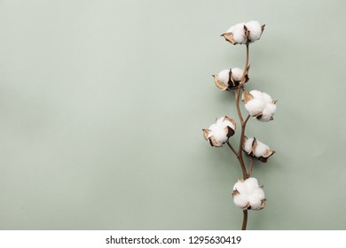 Cotton Flower On Pastel Pale Gray Paper Background, Overhead