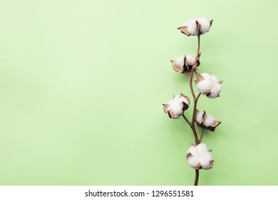 Cotton Flower On Pastel Pale Green Paper Background, Overhead