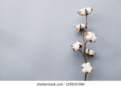 Cotton flower on pastel pale gray paper background, overhead