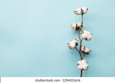 Cotton Flower On Pastel Pale Blue Paper Background, Overhead.