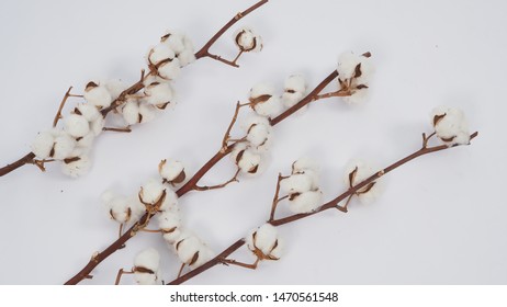 44,370 Cotton bloom Images, Stock Photos & Vectors | Shutterstock