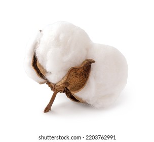 Cotton Flower On A White Background. Cotton Boll Isolated