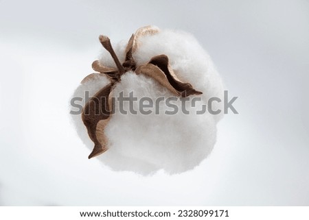 Cotton flower on a white background macro