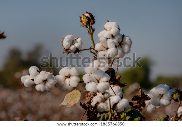 \
cotton flowers and crop , \
Cotton is a soft,\
fluffy staple fiber that grows in a boll, or protective case,\
around the seeds of the cotton plants\
