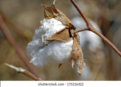 Cotton Flowers In A Field In Africa Burkina Faso