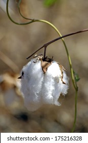 Cotton Flowers In A Field In Africa Burkina Faso