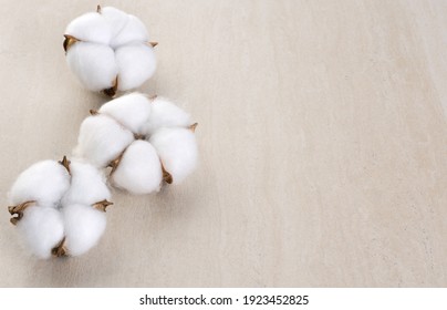 Cotton Flowers On A Light Background. 