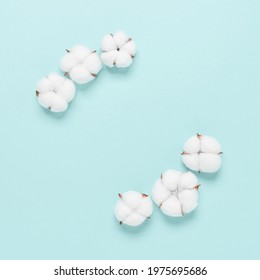 Cotton flowers on pastel blue paper background. Beautiful floral composition. Top view, flat lay