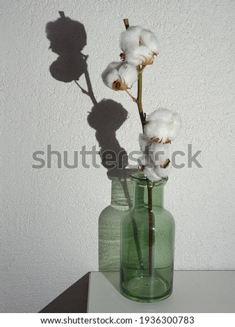 cotton in glassbottle with shadow
