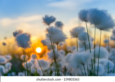 Cotton grass on a background of the sunset sky