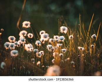 Cotton Grass In The Rays Of Evening Sun On A Swamp Area