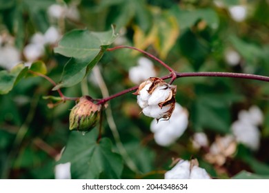 Cotton Growing At The Coastal Georgia Botanical Garden