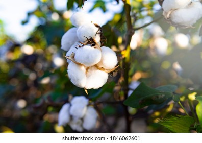 Cotton Growing In Field Up Close