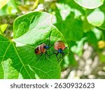 The Cotton Harlequin Beetle (Tectocoris diophthalmus) is a member of the Jewel Beetle family named for its bright metallic coloration. This beetle lives in urban, agricultural, and coastal areas.
