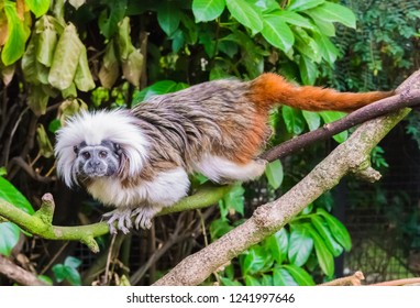 Cotton Headed Tamarin Monkey Walking Over A Branch A Rare And Critical Endangered Exotic Animal Specie From Colombia