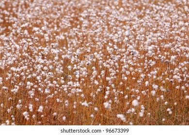 Cotton Hey Field Close Up Shot