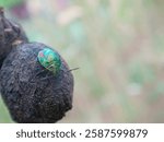 Cotton or hibiscus harlequin bug (Tectocoris diophthalmus) 