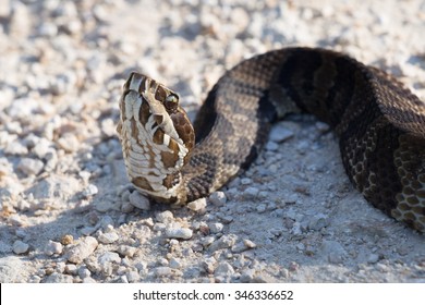 Cotton Mouth Water Moccasin 