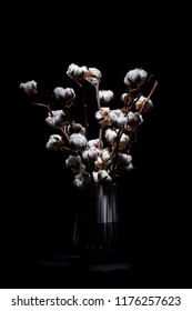 cotton on black background - cotton flowers 