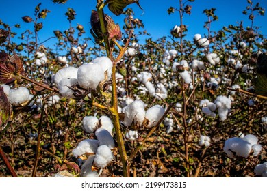 Cotton On A Farm In Rural Georgia Close Up On A Stem Clear Blue Sky USA