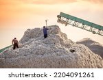 Cotton picking. Cotton growing and ginning industry. Men with the help of manual labor form a large pile of harvested raw cotton. Central Asia.