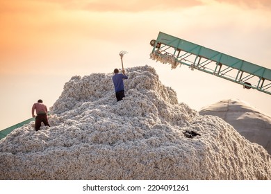 Cotton picking. Cotton growing and ginning industry. Men with the help of manual labor form a large pile of harvested raw cotton. Central Asia. - Shutterstock ID 2204091261