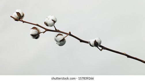 Cotton Plant