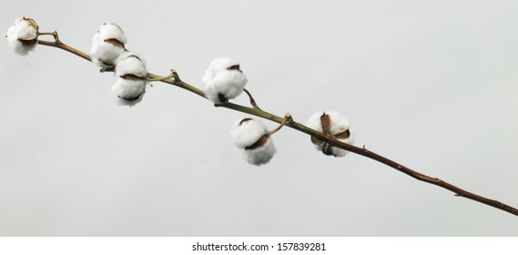 Cotton Plant