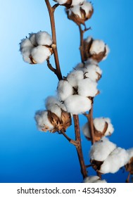 Cotton Plant