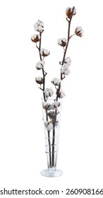 Cotton Plant With Bolls In Glass Vase Isolated On White Background.