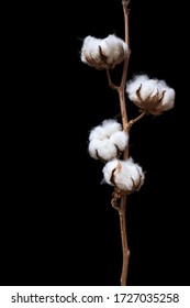Cotton plant branch isolated on the black background