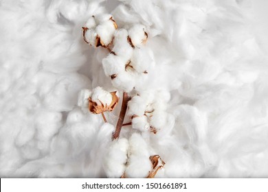 Cotton Plant. Branch Of White Cotton Flowers On Soft Background