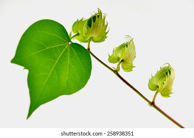 Cotton Plant Buds Isolated On White Background.