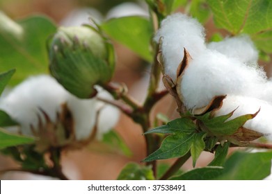 Cotton Plant Close Up