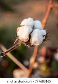 Cotton Plant Close Up Beautiful